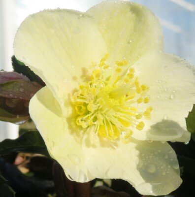 HELLEBORUS 'Cinnamon Snow'