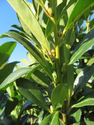 PRUNUS laurocerasus 'Bonaparte' - image 2