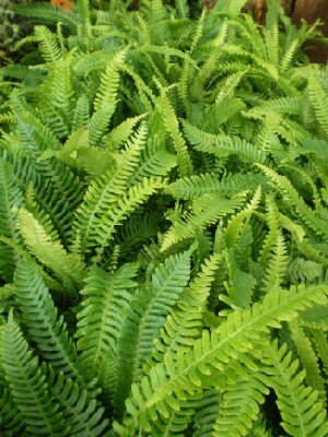 BLECHNUM spicant - image 1