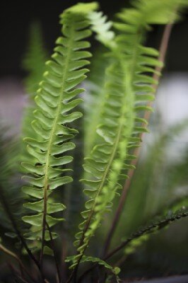 BLECHNUM spicant - image 2