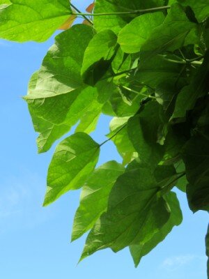 CATALPA bignonioides 'Aurea'