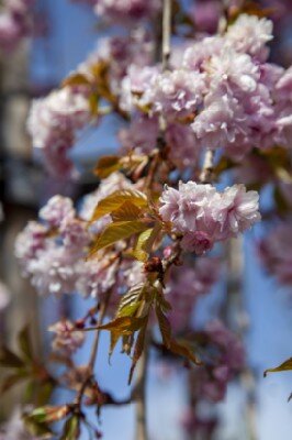 PRUNUS 'Kiku-shidare-zakura' - image 6