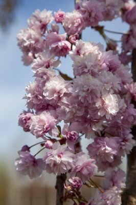 PRUNUS 'Kiku-shidare-zakura' - image 5