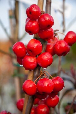 MALUS x robusta 'Red Sentinel'