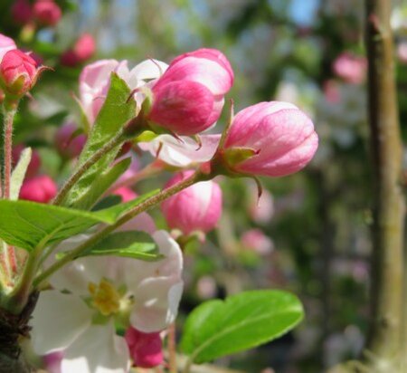 MALUS x robusta 'Red Sentinel'