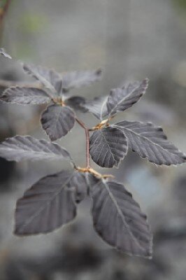 FAGUS sylvatica 'Atropurpurea'