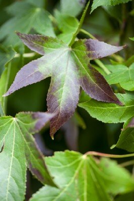 LIQUIDAMBAR styraciflua 'Gum Ball'