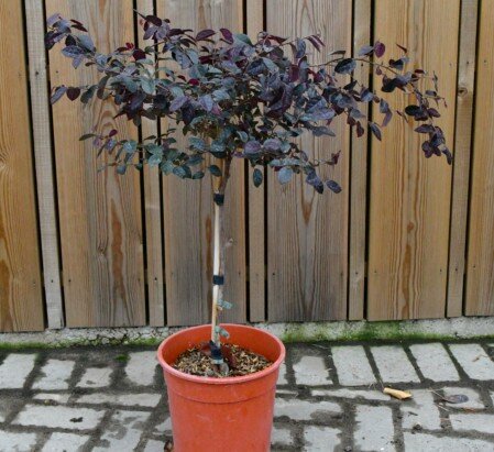 LOROPETALUM chinense 'Black Pearl' - image 1