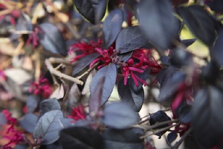 LOROPETALUM chinense 'Black Pearl' - image 2