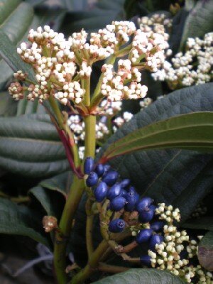 VIBURNUM davidii