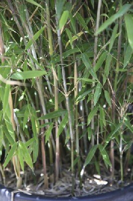 FARGESIA 'Winter Joy'