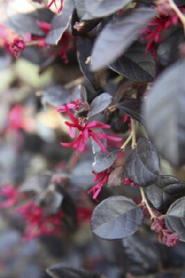 LOROPETALUM chinense 'Black Pearl'