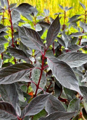 CORNUS alba 'Nightfall'