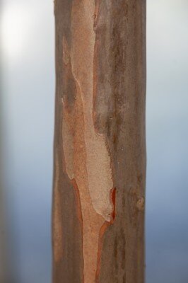 LAGERSTROEMIA indica 'Crimson Red'