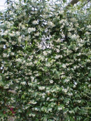 TRACHELOSPERMUM jasminoides - image 1