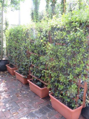 TRACHELOSPERMUM jasminoides - image 3