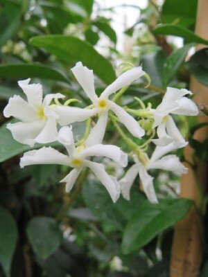 TRACHELOSPERMUM jasminoides - image 4