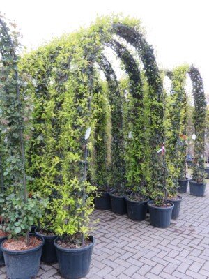 TRACHELOSPERMUM jasminoides