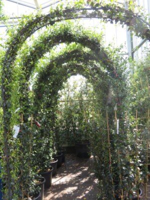 TRACHELOSPERMUM jasminoides - image 3