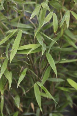 FARGESIA 'Red Dragon'