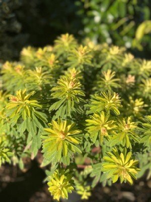 EUPHORBIA x martini 'Walbertons Little Treasure'