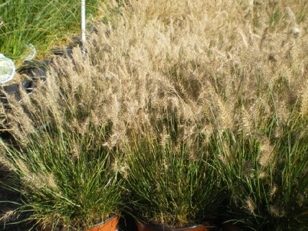 PENNISETUM alopecuroides 'Little Bunny'
