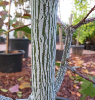 ACER davidii 'Viper'