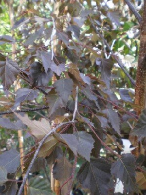 BETULA 'Royal Frost'