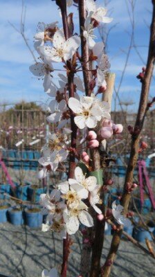 PRUNUS cerasifera 'Crimson Pointe'