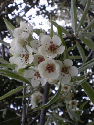 PYRUS salicifolia 'Pendula'