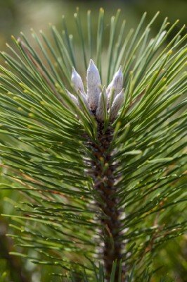 PINUS thunbergii 'Thunderhead'