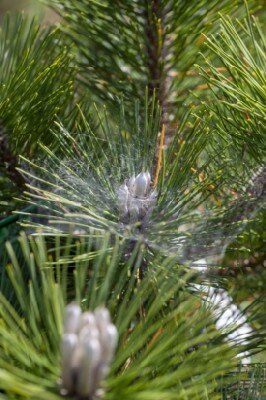 PINUS thunbergii 'Thunderhead' - image 2