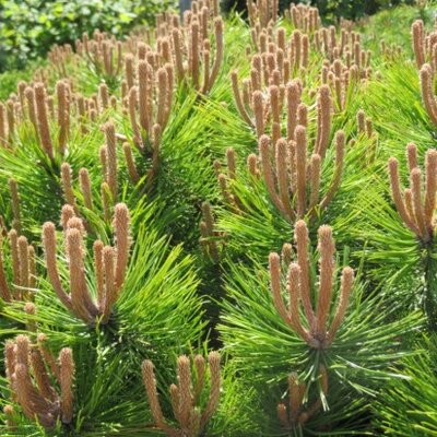PINUS densiflora 'Low Glow'