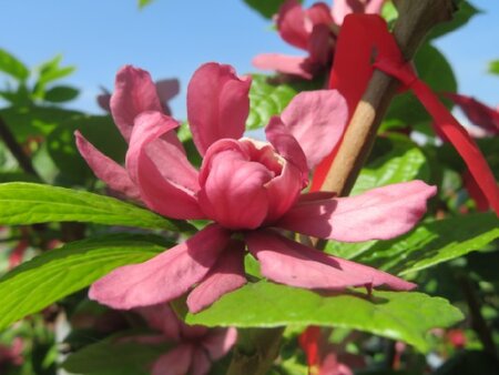 CALYCANTHUS x raulstonii 'Hartlage Wine' - image 2