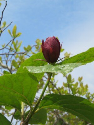 CALYCANTHUS x raulstonii 'Hartlage Wine' - image 3