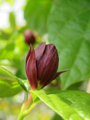 CALYCANTHUS x raulstonii 'Hartlage Wine' - image 4