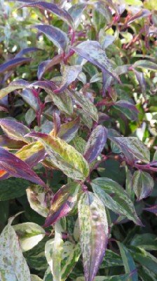 LEUCOTHOE fontanesiana 'Rainbow'