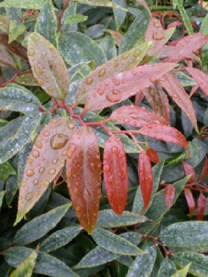 LEUCOTHOE keiskei 'Royal Ruby'