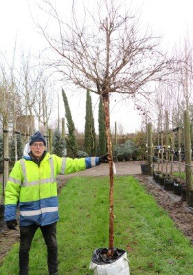 PHYSOCARPUS opulifolius 'Diable D'Or' - image 1