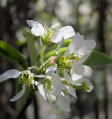 AMELANCHIER canadensis 'Rainbow Pillar'