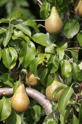Pyrus communis 'Conference' (PEAR)