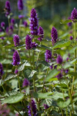 AGASTACHE rugosa 'Beelicious Pink' - image 4
