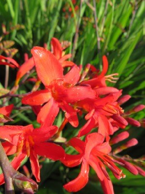 CROCOSMIA 'Bright Eyes' - image 2