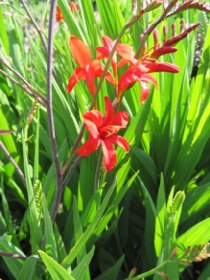 CROCOSMIA 'Bright Eyes' - image 3