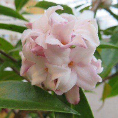 DAPHNE 'Perfume Princess' - image 2