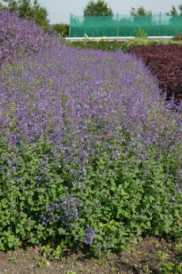 NEPETA x faassenii 'Kit Kat'