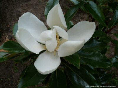 MAGNOLIA grandiflora 'Kay Parris'