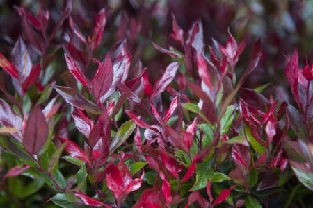 LEUCOTHOE 'Little Flames'