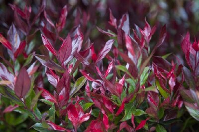 LEUCOTHOE 'Little Flames'