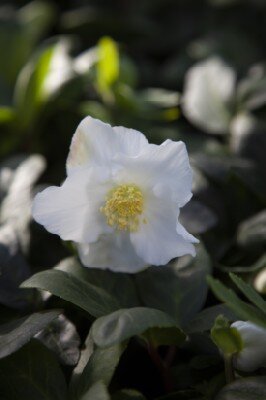 HELLEBORUS niger 'Christmas Carol' - image 2
